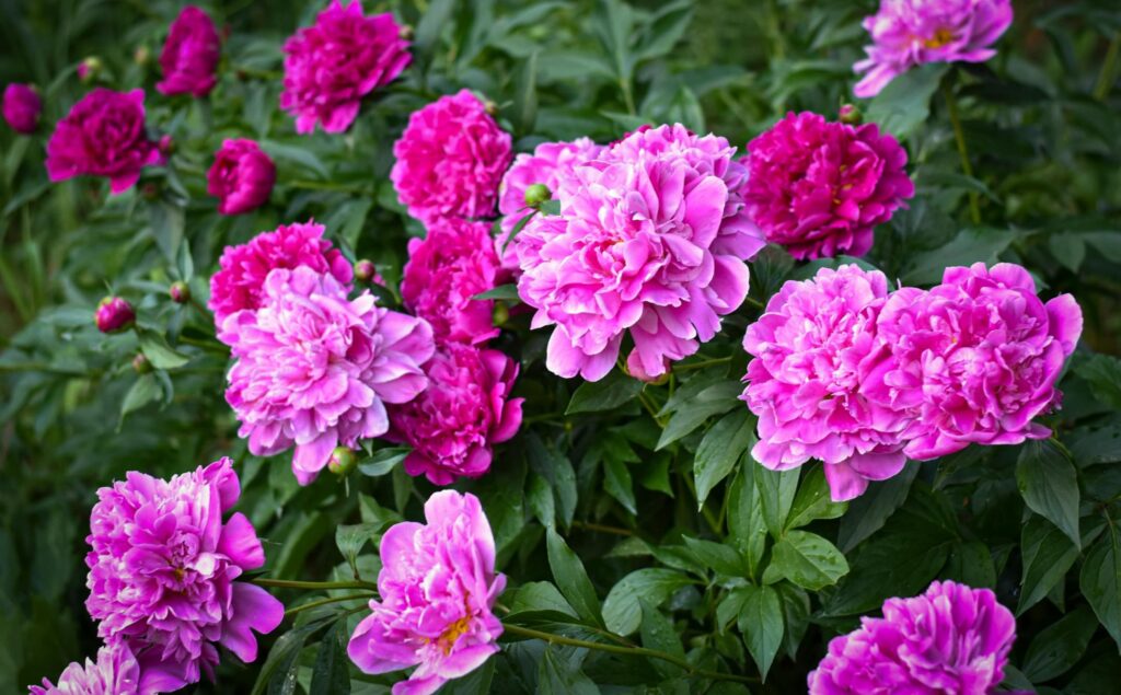 [Ольга Красулина] Пионы (2023)