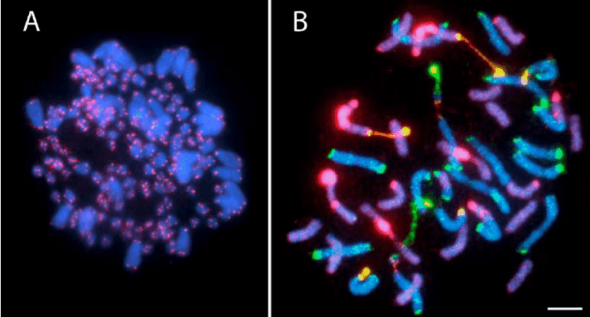 [Архэ, Андрей Синюшин] Деление клетки как основа передачи наследственной информации (2025)