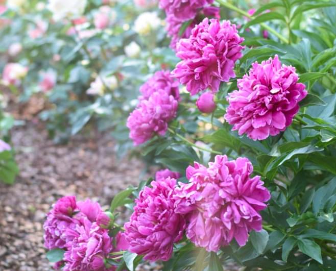 [Ольга Красулина] Создание малоуходных цветников (2022)