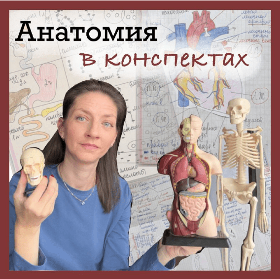 [Алина Чабуткина] Анатомия в конспектах. 8-9 классы (2025)