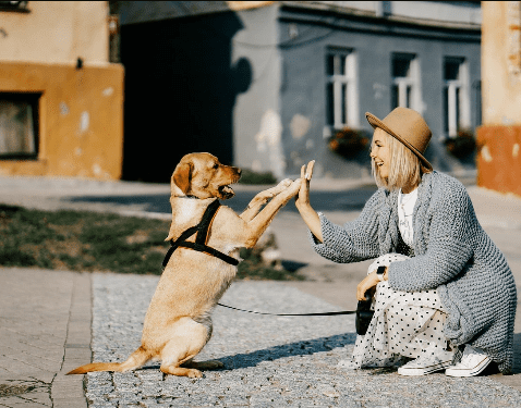 [Наталья Спиридонова] [anfi] Дрессировка с любовью (2024)