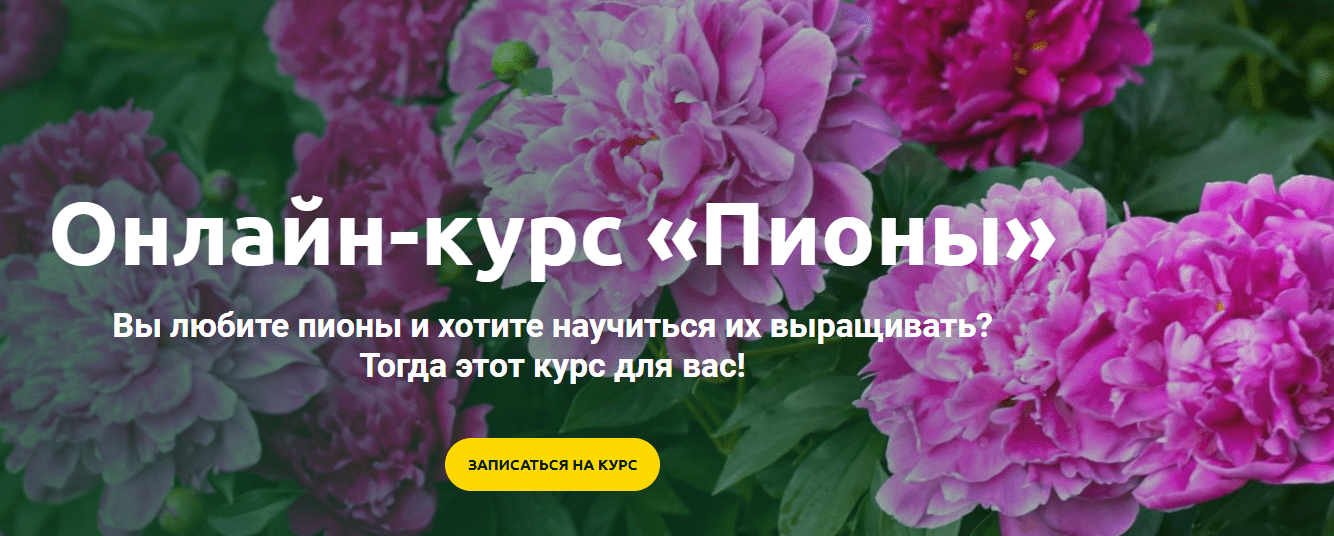 [Ольга Красулина] Пионы (2023)