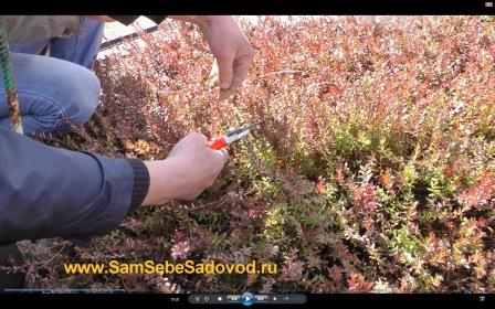 Выращиваем и размножаем крупноплодную клюкву