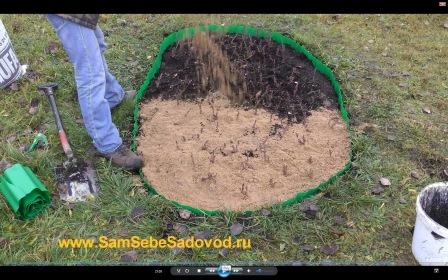 Выращиваем и размножаем крупноплодную клюкву